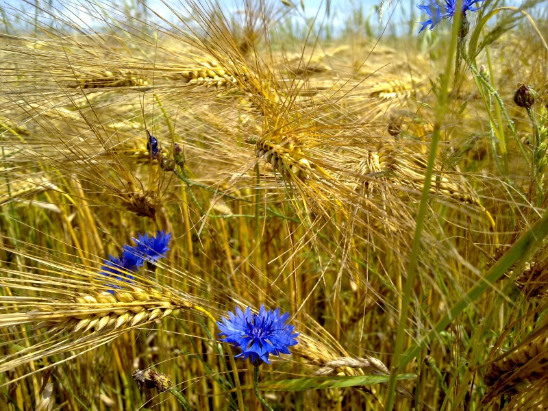 Drei unter Tausenden von ...