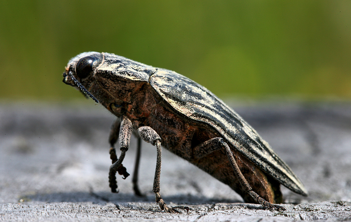 Chalcophora mariana - Zlattke Kiefer.