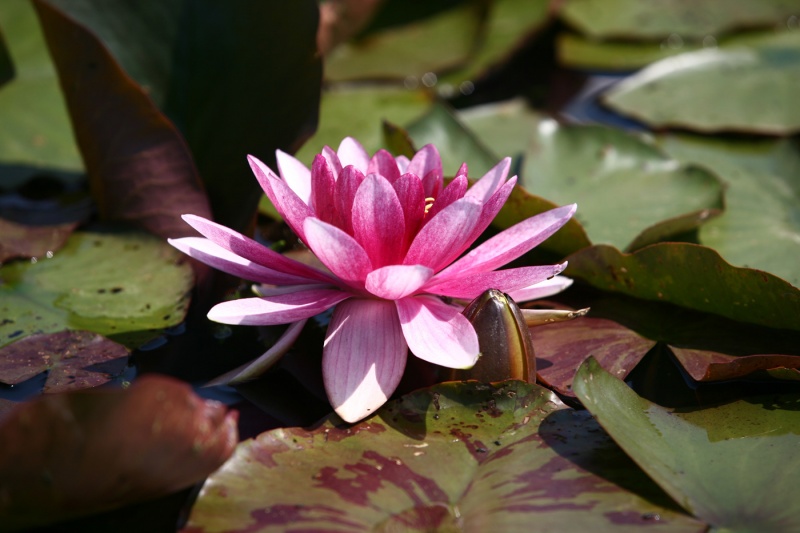 Chuchkov Tropen und in Weißrussland.