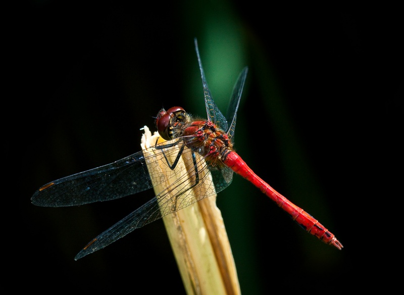 Die rote chinesische Schriftzeichen.