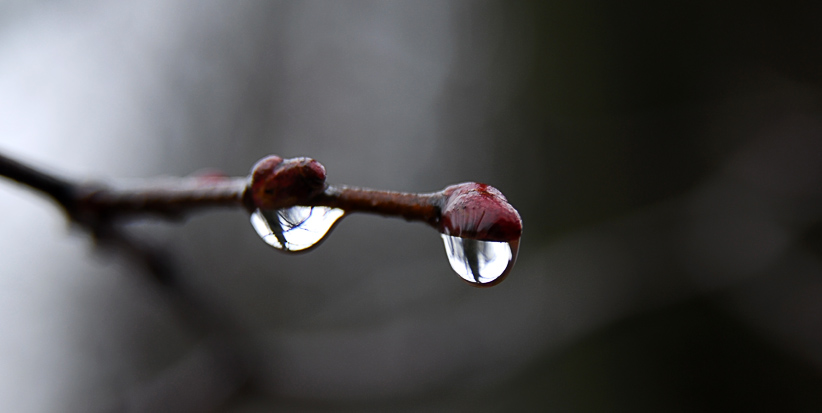 Snake Augen Frühling ....
