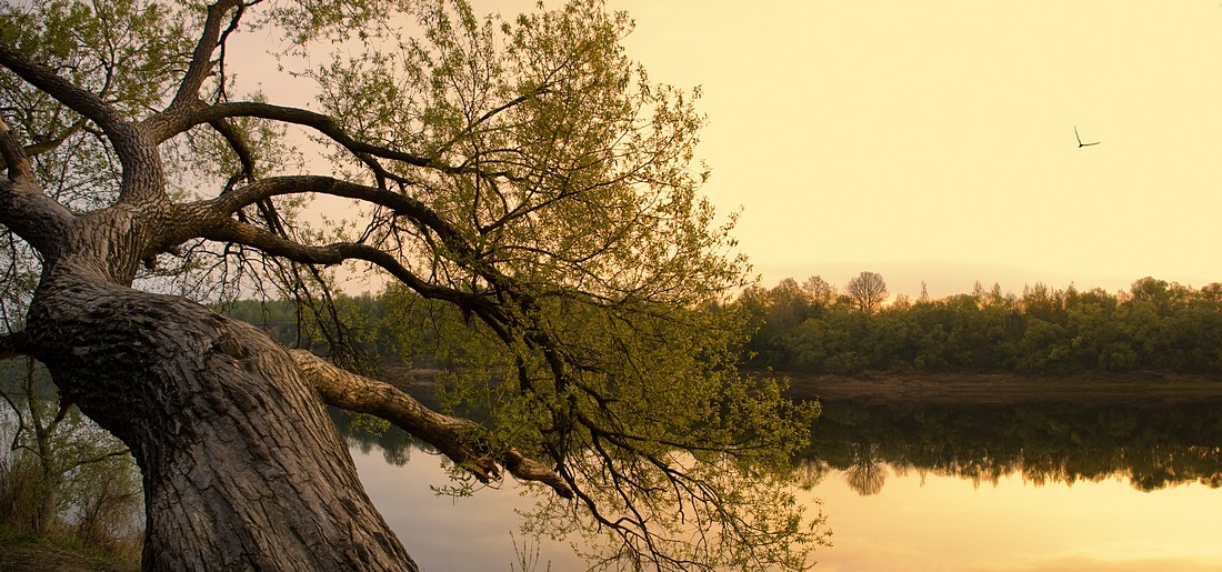 Morgens an der Düna
