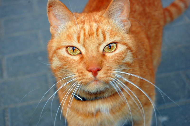 Rothaarige Rotschopf