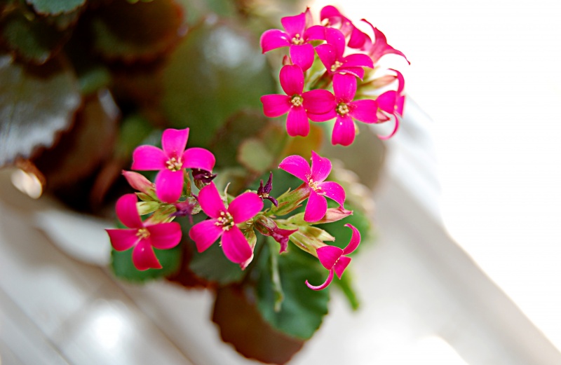 ღ ... Red Flower ... ღ