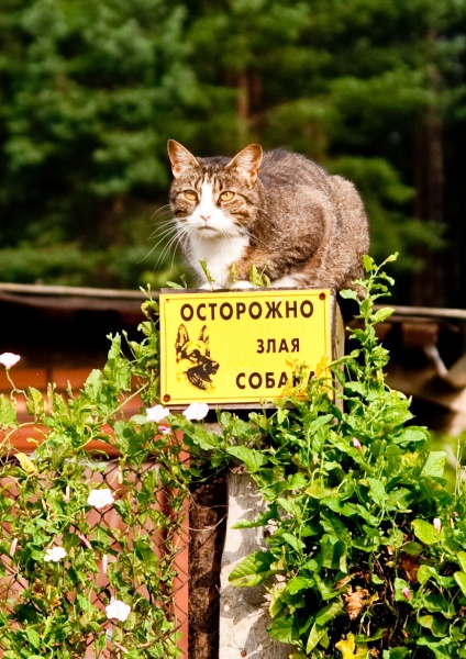 "Koshkopodobnaya Hund"