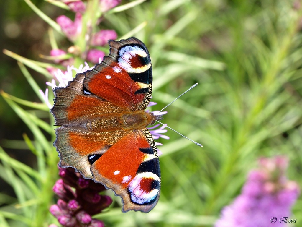 Schmetterling auf einer Blume.