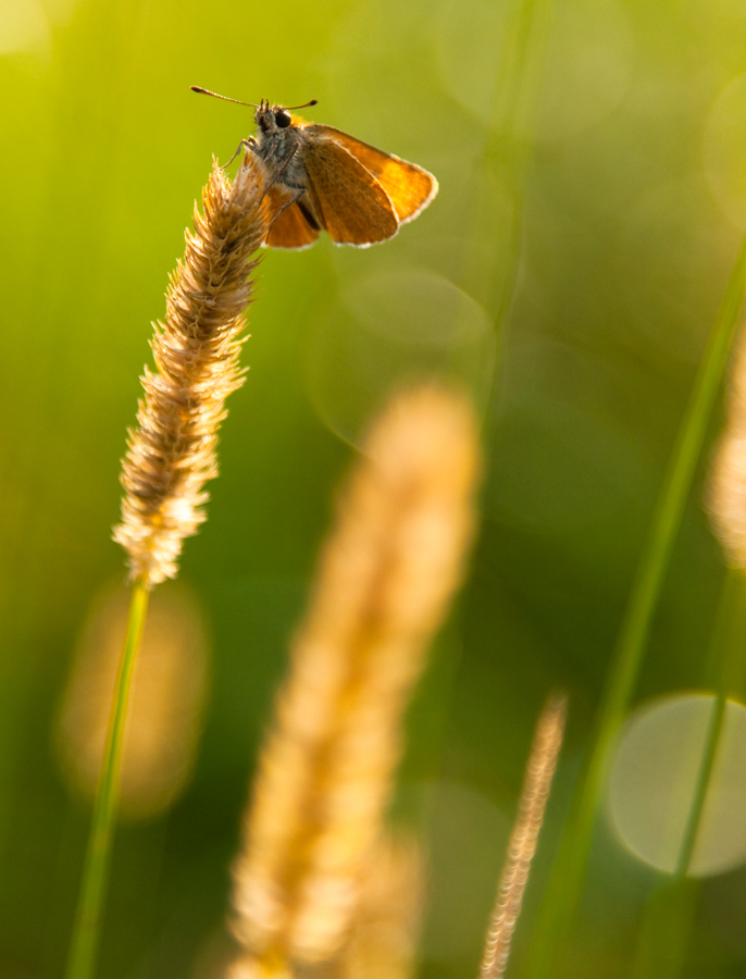 Putting Flügel letzten Strahlen der Sonne