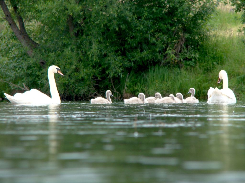 Schwan Familie