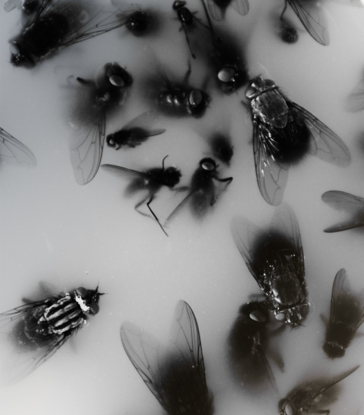 im Nebel ihrer eigenen Ideen