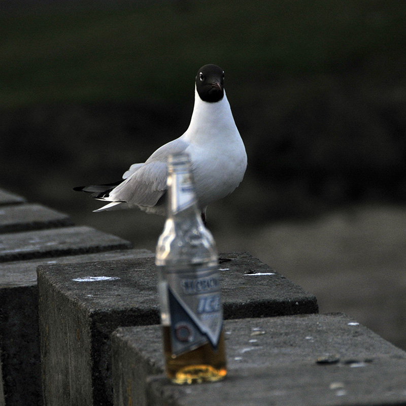 Trinken oder nicht trinken? ...