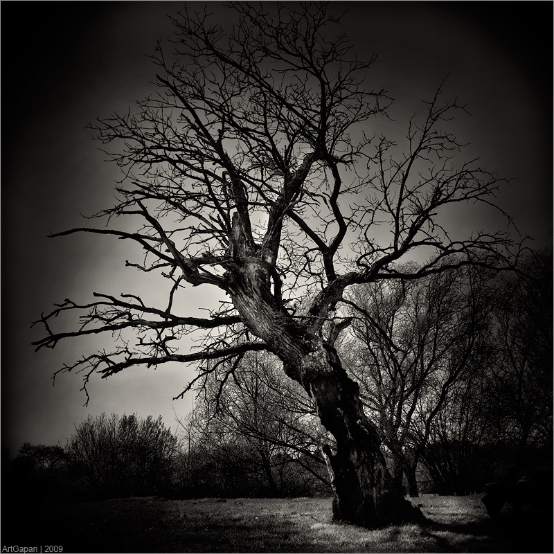 * Portrait of Tree *