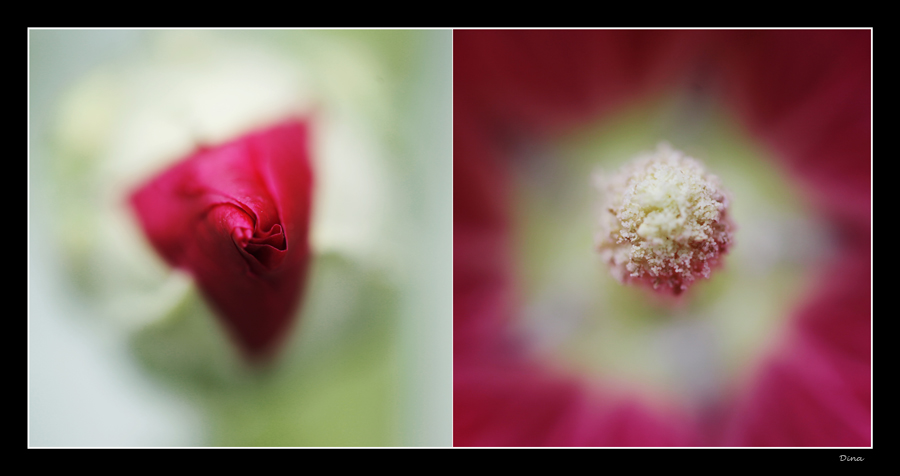 Jugend-ins Erwachsenenalter