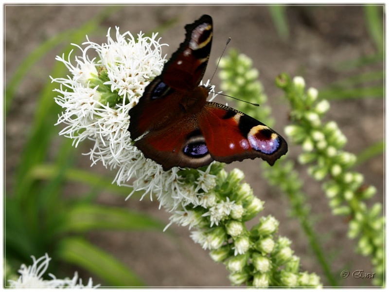 Über Schmetterlinge.