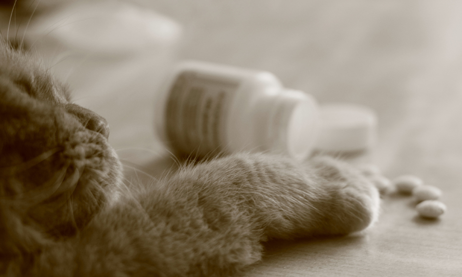 War anfällig für Selbstmord ...