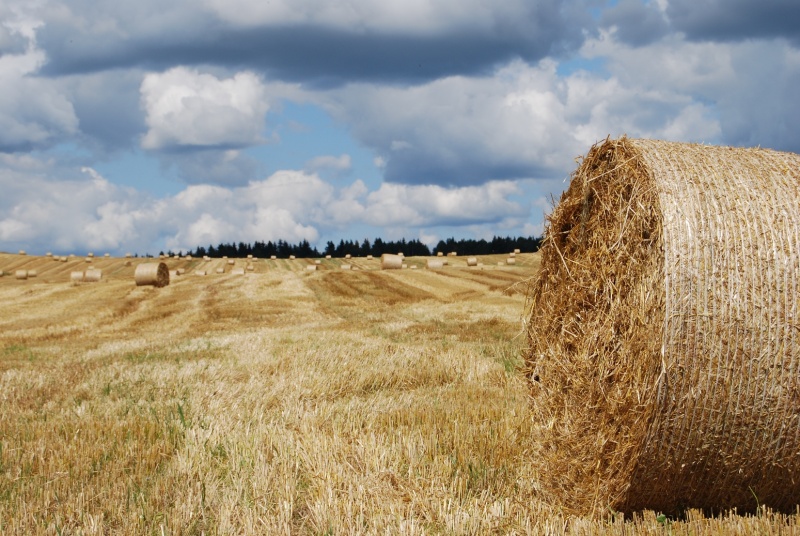 Summer. Field. Sun - 2.