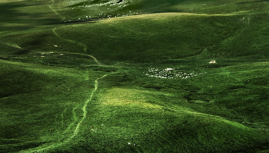 Auf der Wiese zu grasen ...