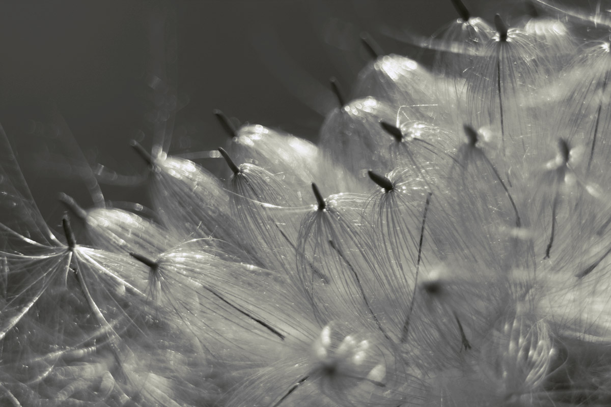 das Leben der Pelzchen