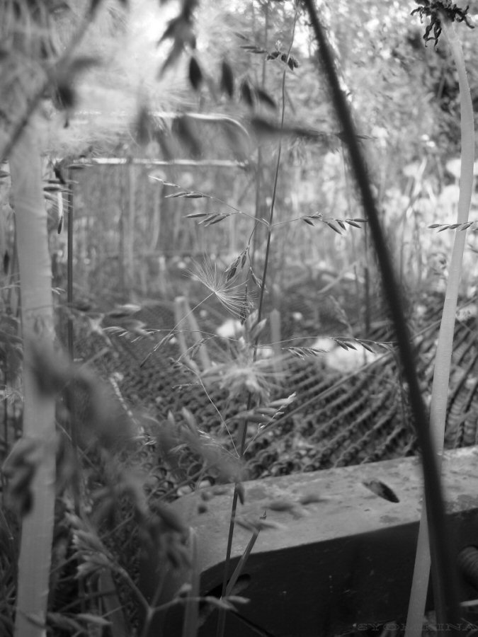 Schlaf Löwenzahn Flusen