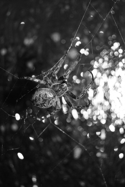 Bild von einer anderen Welt