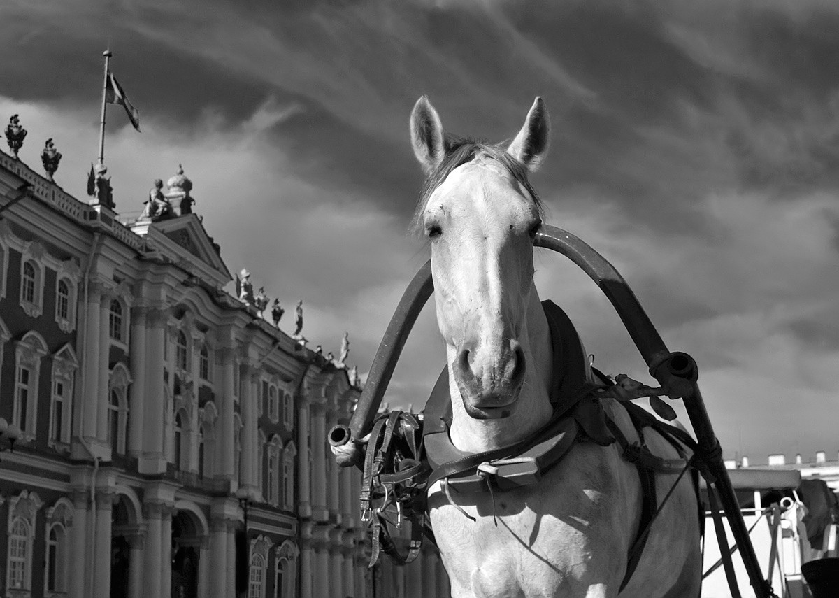 Militär-patriotische Pferd vor dem Hintergrund der Winter:)