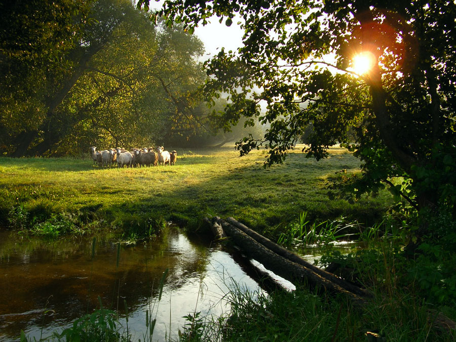 Morgen mit Lämmern