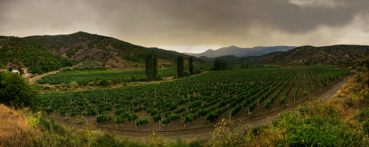 ... In Erwartung der Ernte ...