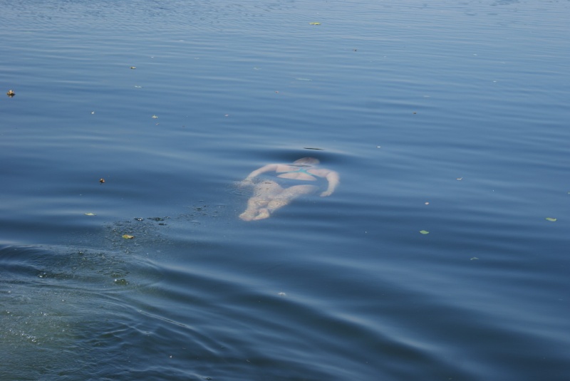 Der Fisch schwamm weg