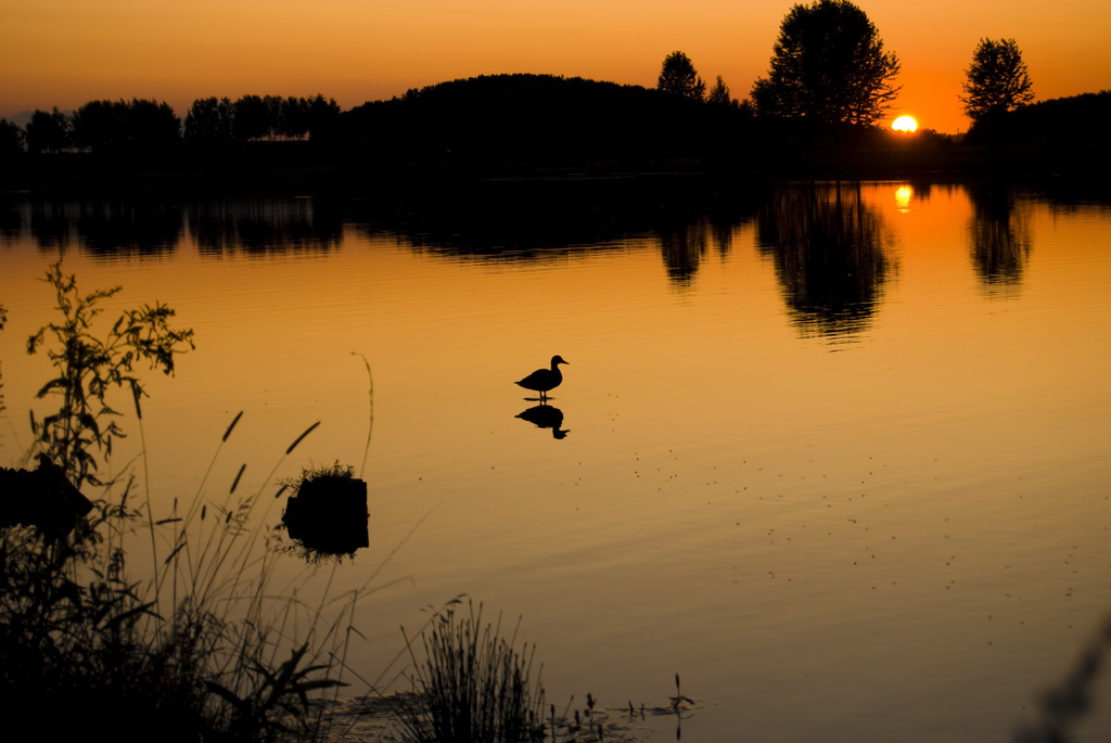 Ente und ein Sonnenuntergang