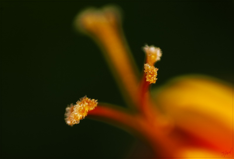 Blütenstempel Staubfäden
