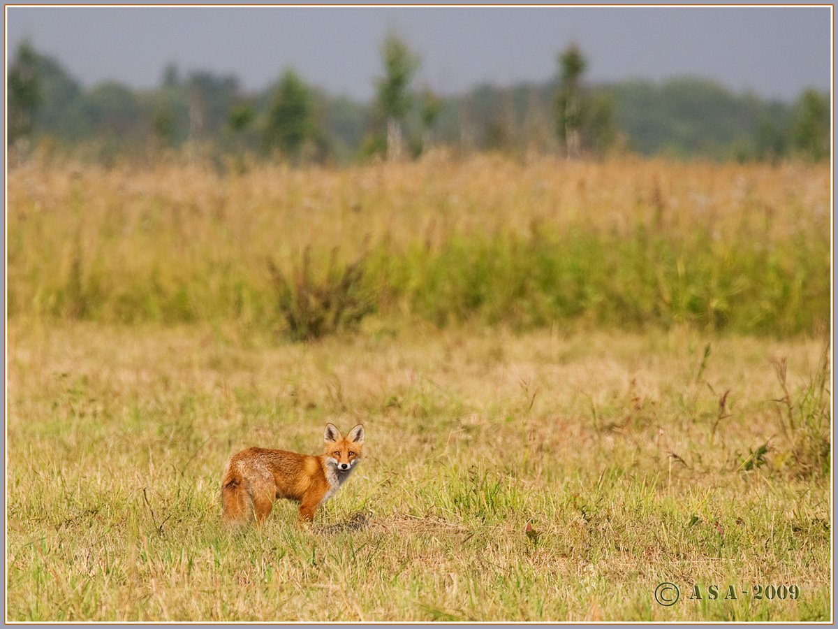 Treffen auf der Jagd