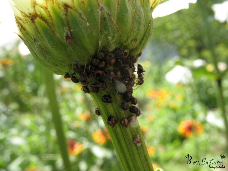 Das Leben unter der Blume