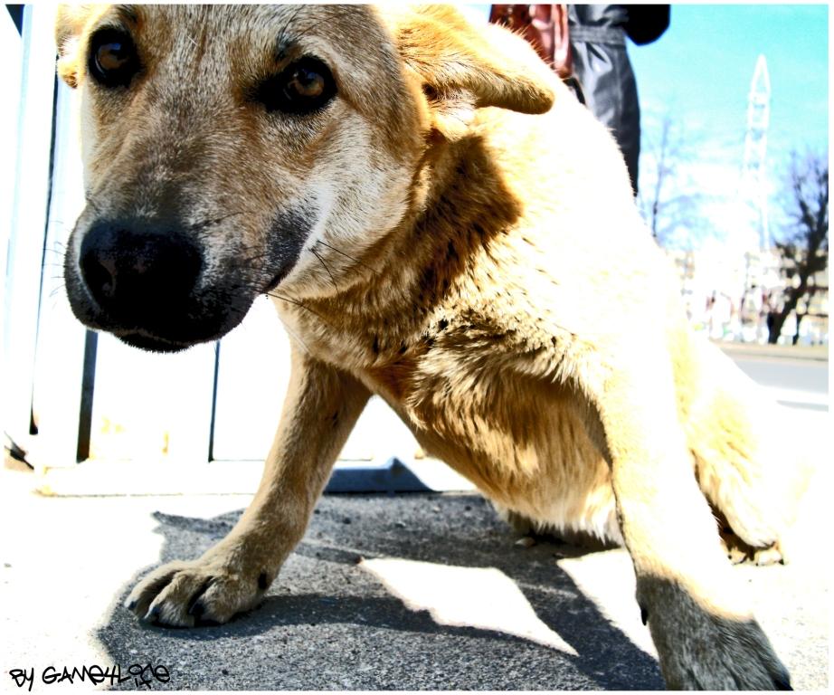 Erwacht durch den Hund