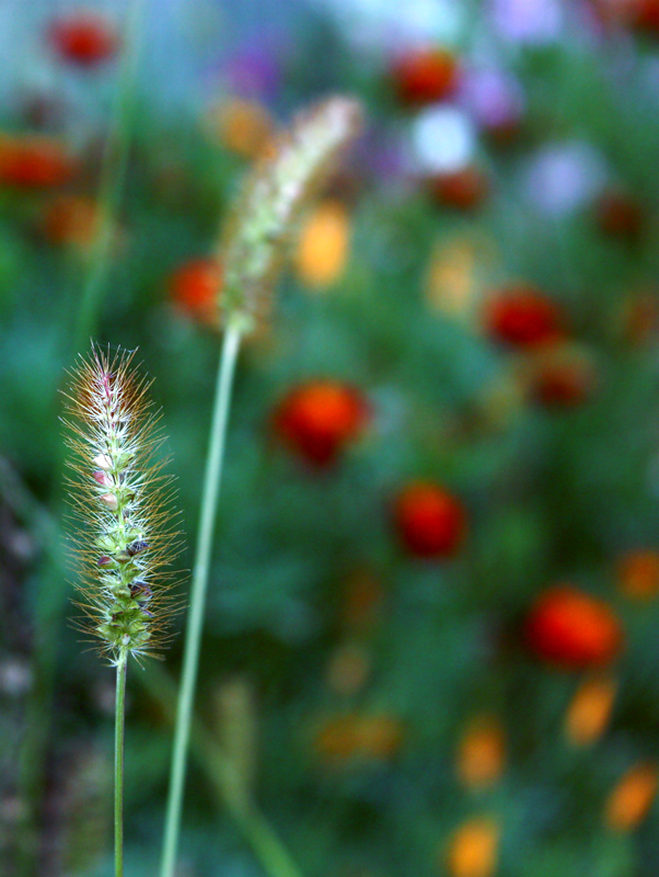 Im Sommer, der scheidende