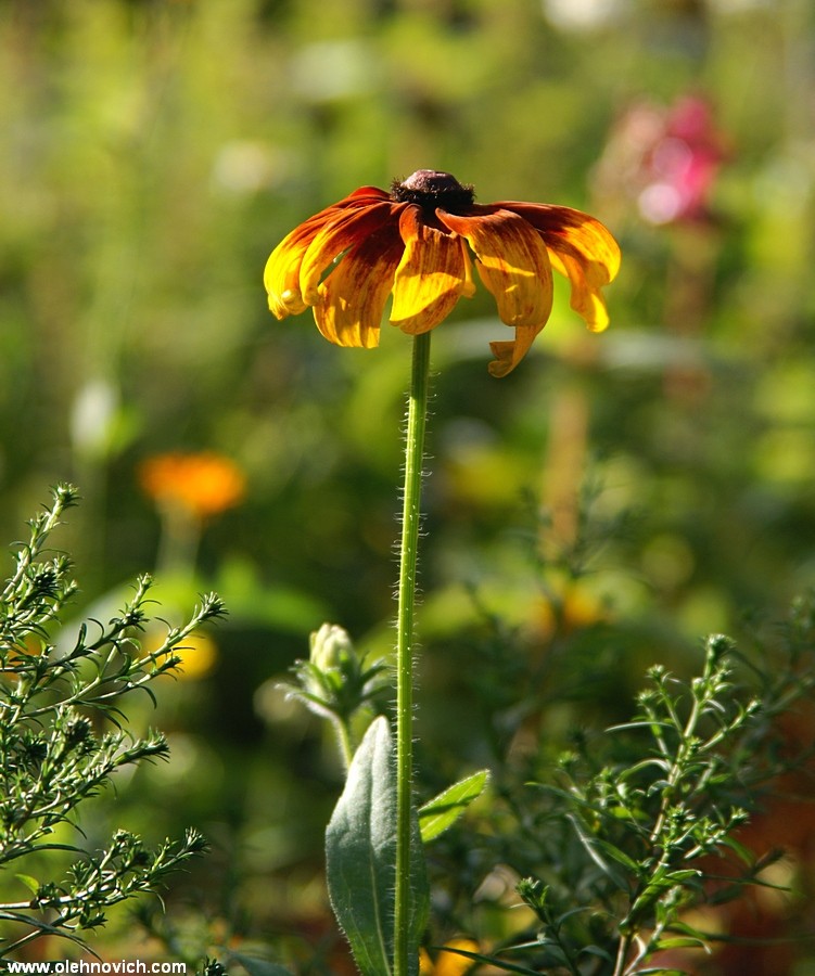 Close-up der alten Kerl (Minolta 28-135)