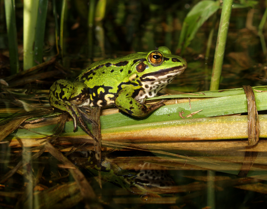 Die Schönheit der Sumpf