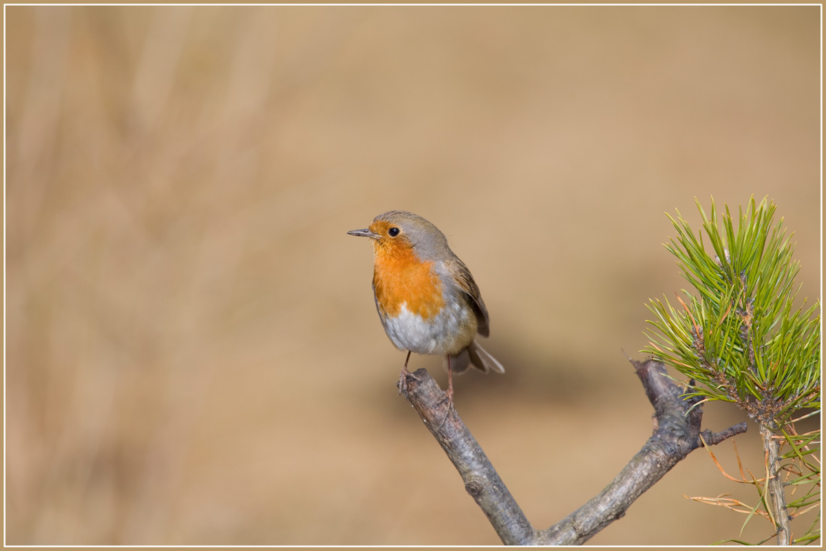 Verpasste durch das Volk
