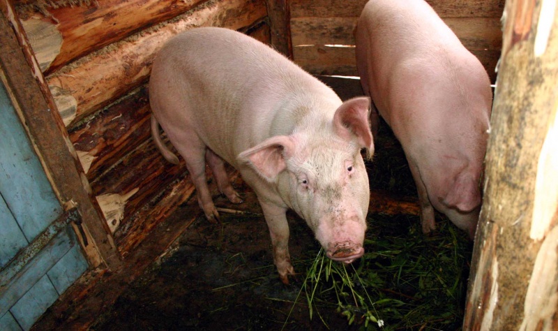 Viele ihrer Freunde.