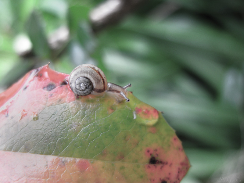 Ratuyuchysya Hölle dazhdzhu