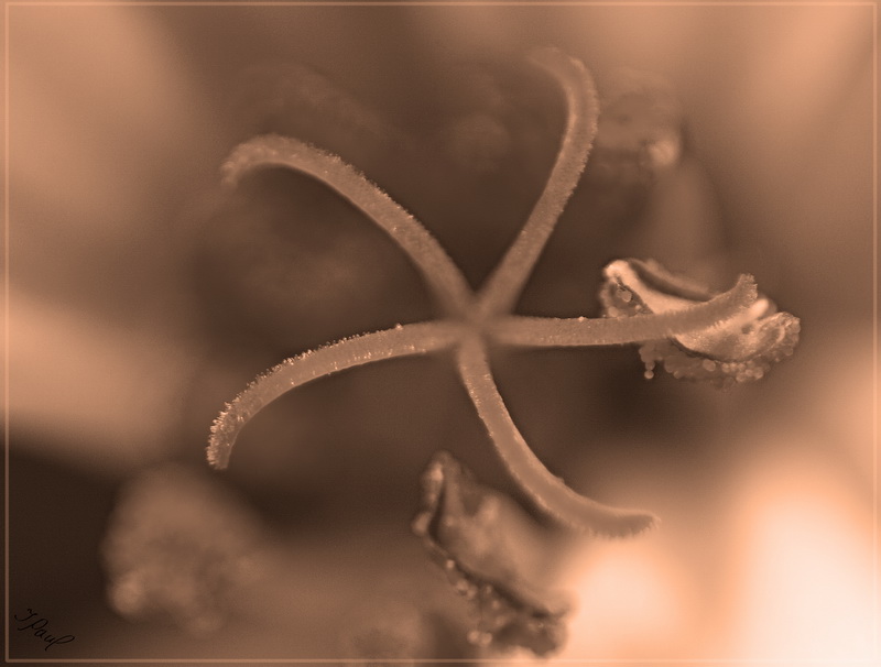 Blütenstempel Staubfäden # 3