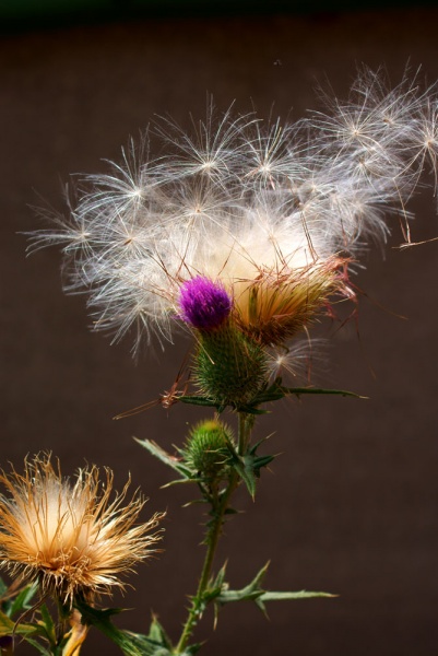 Flying ab dem Sommer