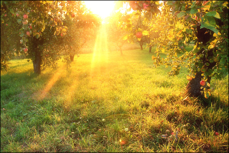 und die neuesten Solar-Yablonevaya ...