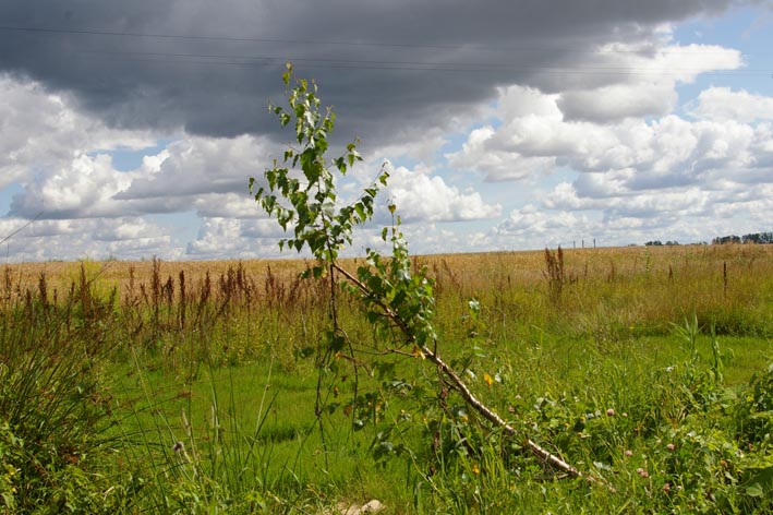 Das Schicksal und das Leben