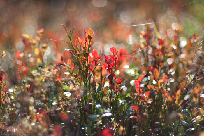 Half a kingdom for bokeh ;-)