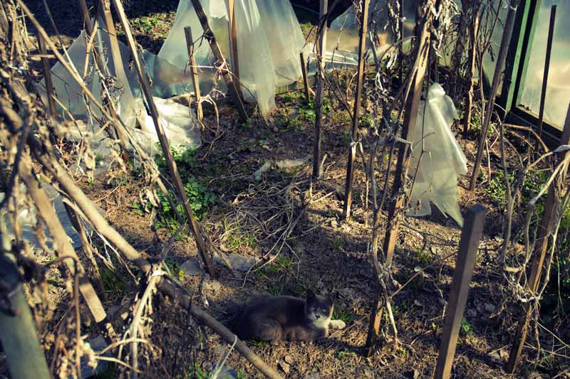 Kamysheva psevdokot / pvevdokamyshevy Katze