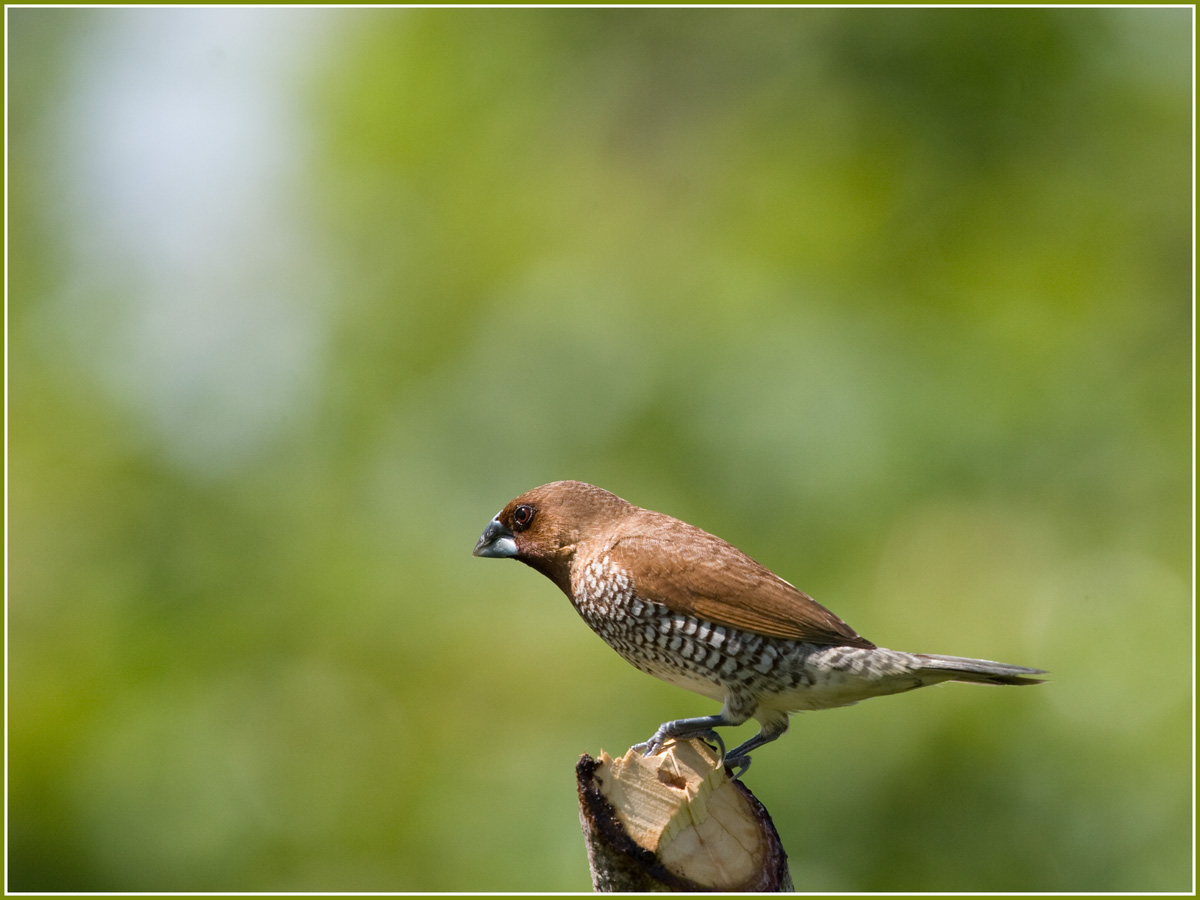 Cheshuychatogrudy Finken