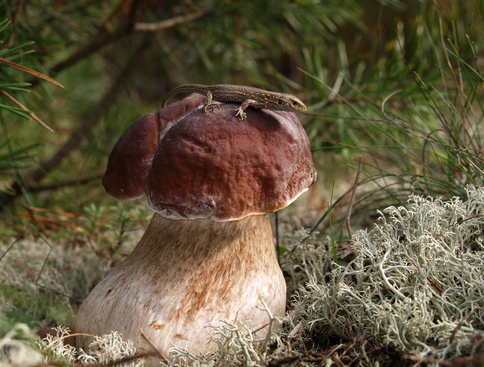 Eroberer der Eckpunkte