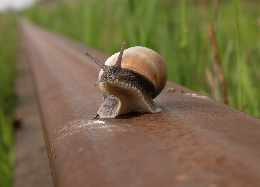 Sag mir nicht, weit von Minsk?