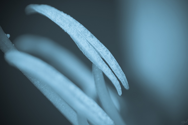 Blütenstempel Staubfäden # 4