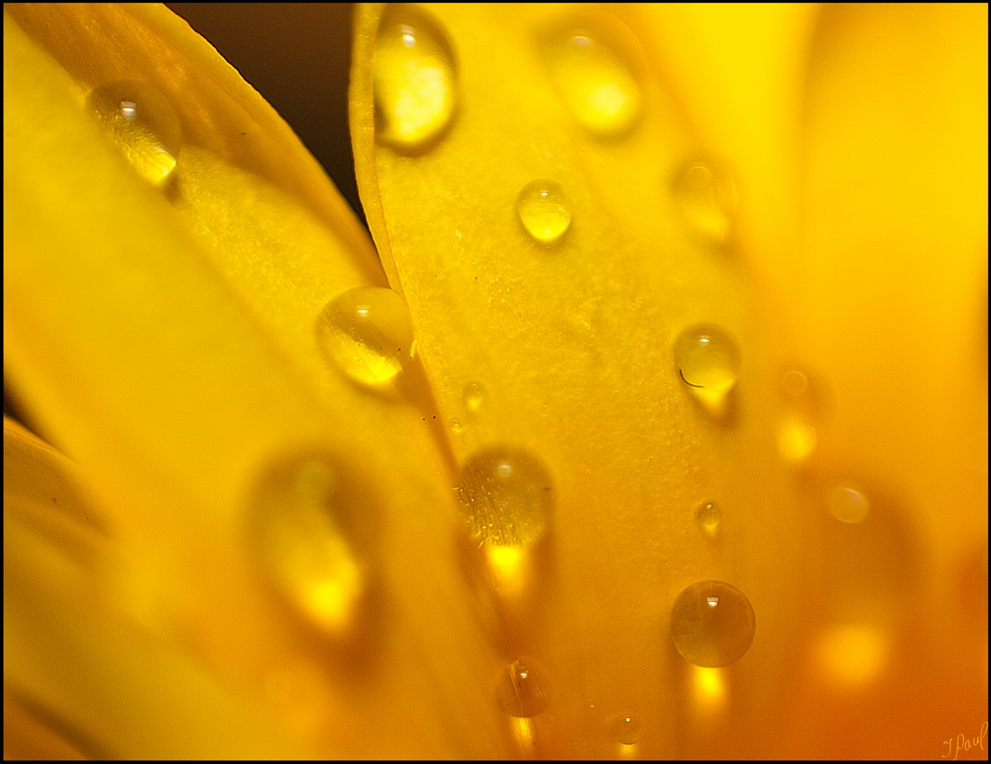 Blütenstempel Staubfäden # 5