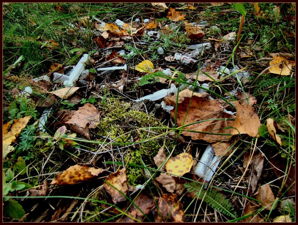 sots.problema oder wie ging ich für die Pilze